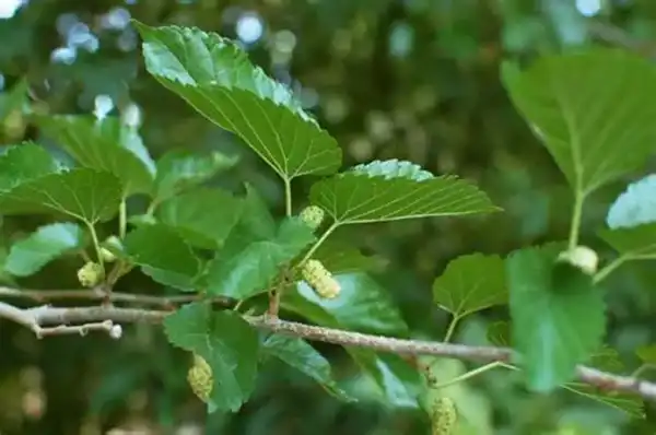 High-Potency Mulberry Leaf Extract Powder for Supplements